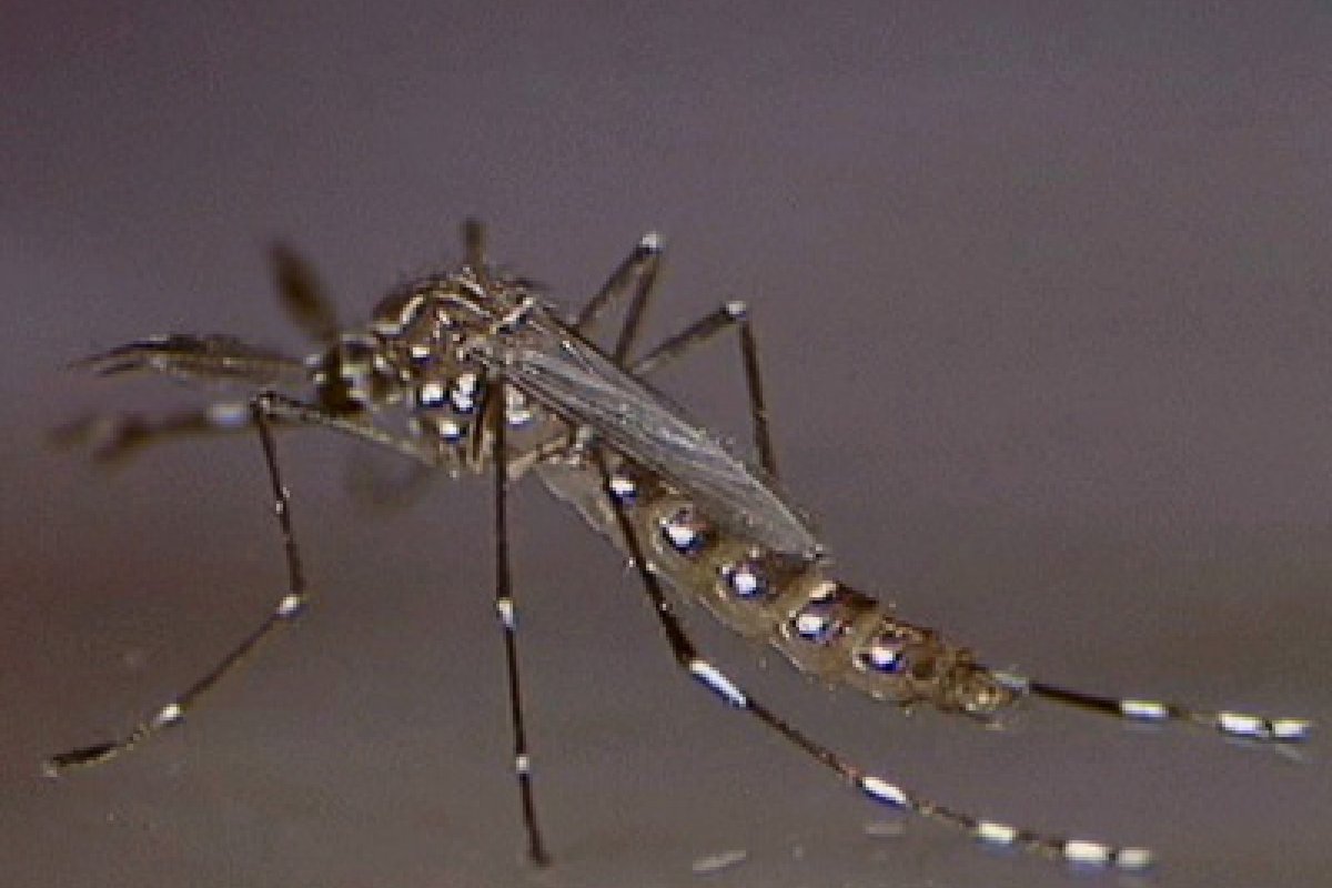 [Brasil registra 1.888 mortes por dengue e 3,9 milhões de casos prováveis]