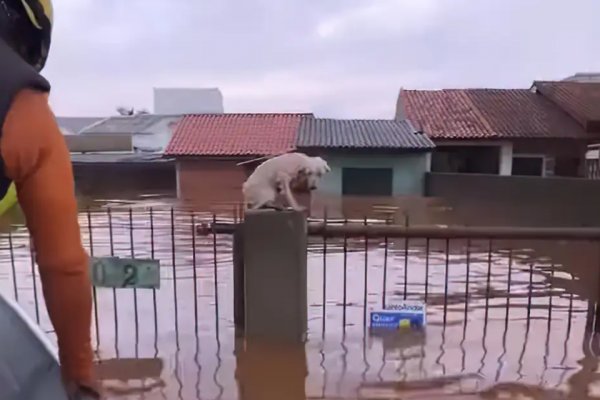 [Mais de 6.000 animais são resgatados em áreas inundadas no RS]