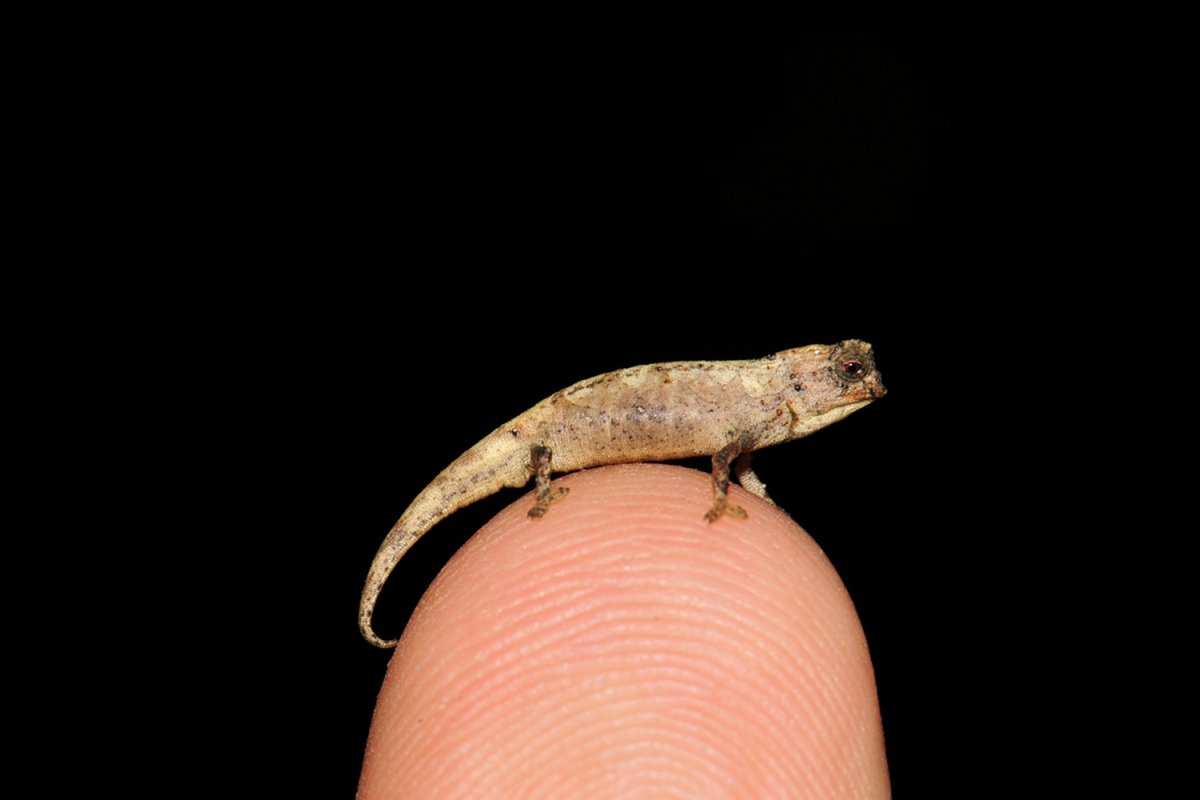 [Nova espécie de camaleão com 2 centímetros é descoberta em Madagascar]