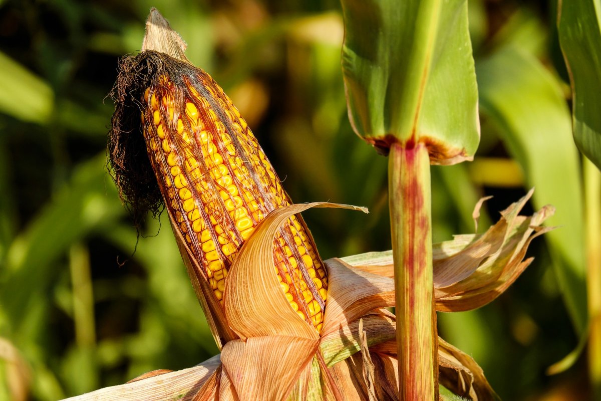 La Niña deve impactar produções agrícolas em 2022