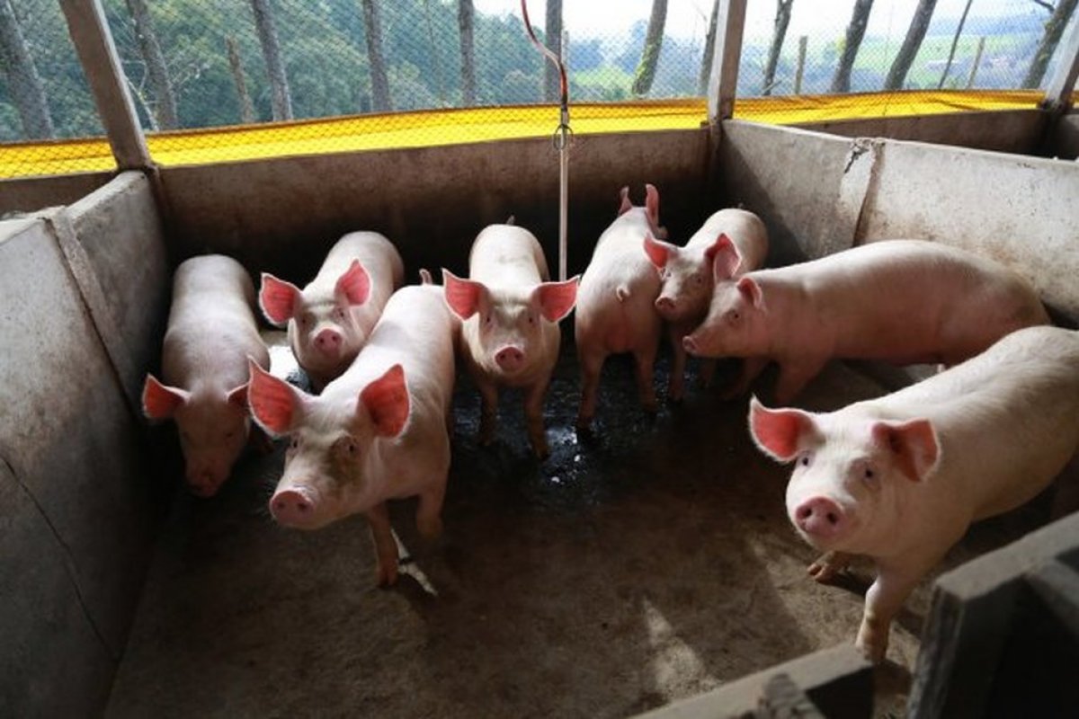 Exportações de carne suína do Brasil crescem 11% e atingem recorde em 2021