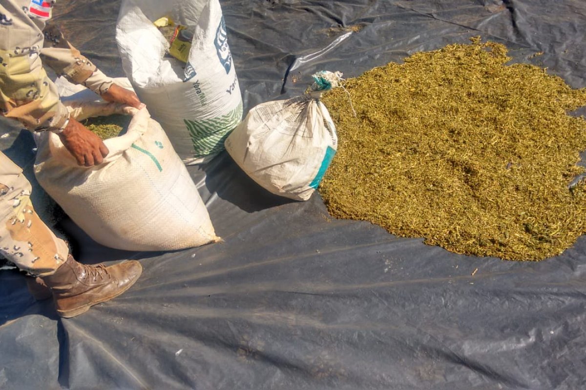 64 mil pés de maconha são apreendidas em duas cidades do interior da Bahia