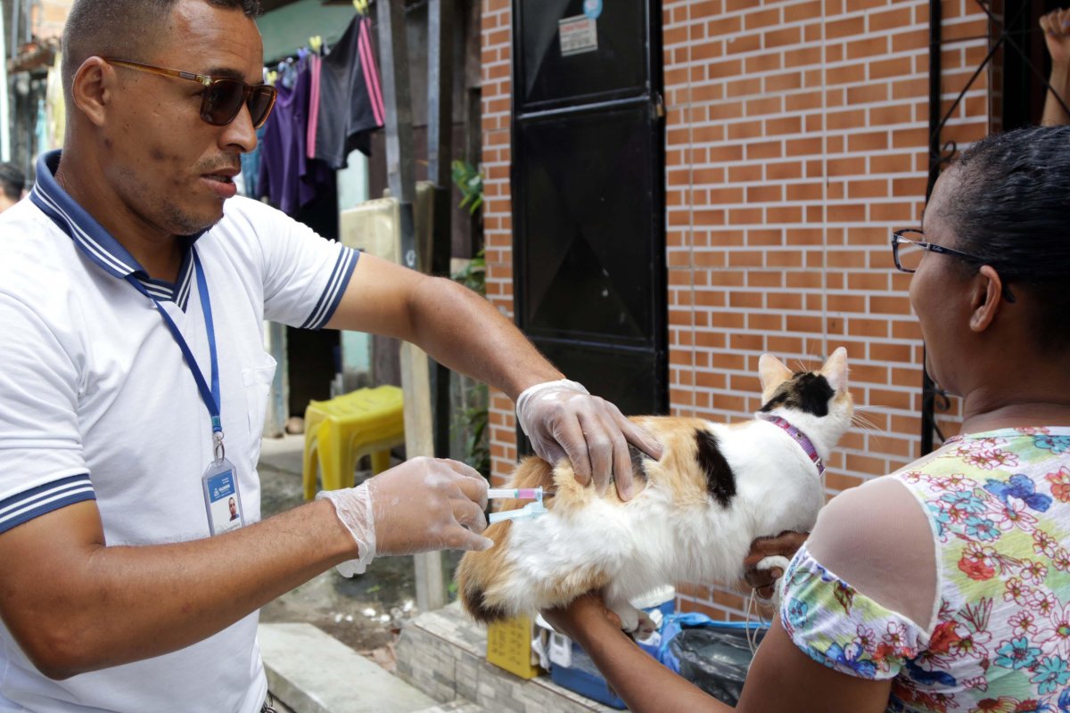 Vacina antirrábica para cães e gatos é ofertada gratuitamente em Salvador