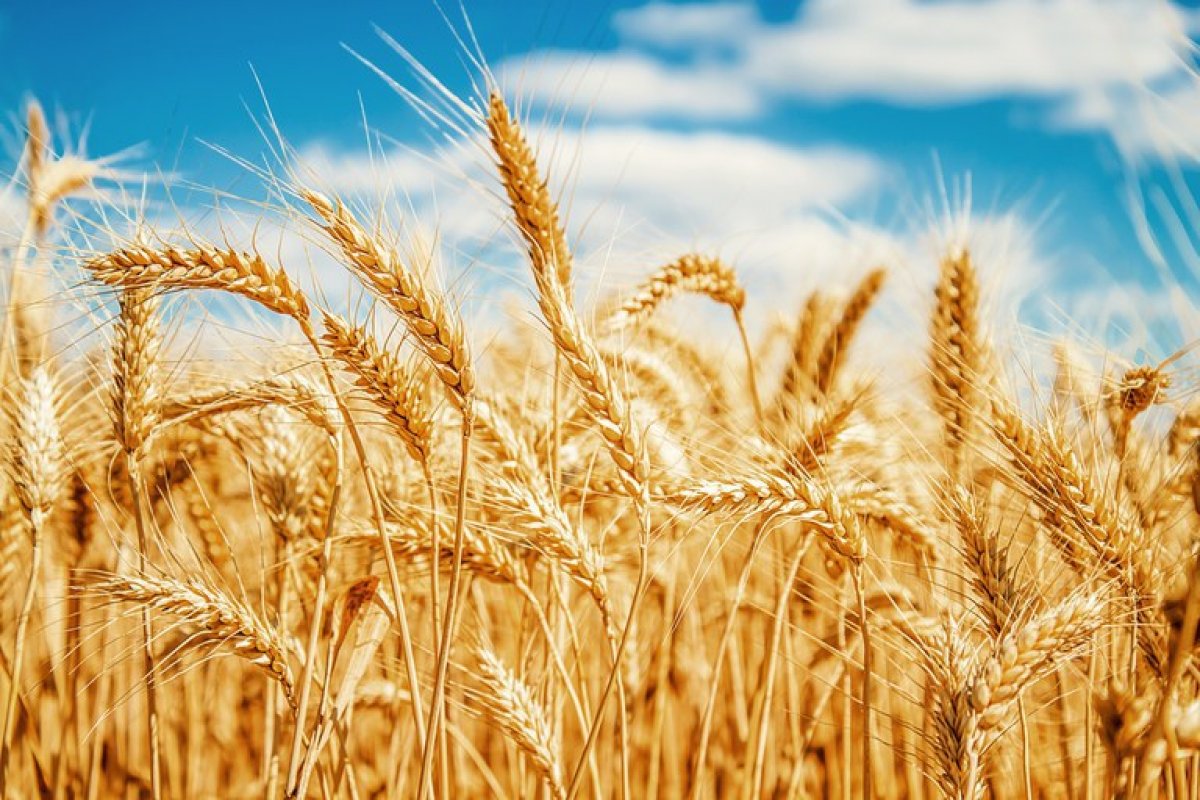 Produção agrícola brasileira deve crescer 12,5% nesta safra, diz Conab