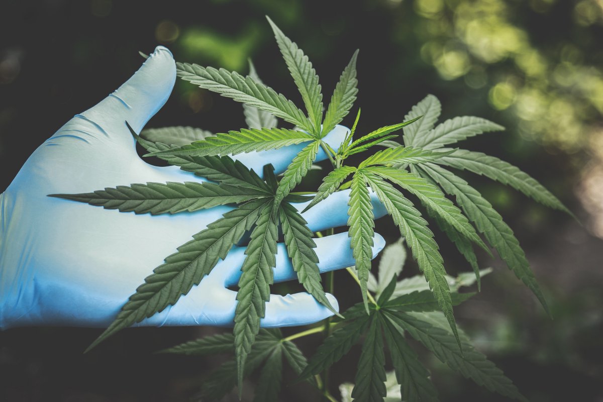 Estudo aponta que dois ácidos da Cannabis podem prevenir Covid-19