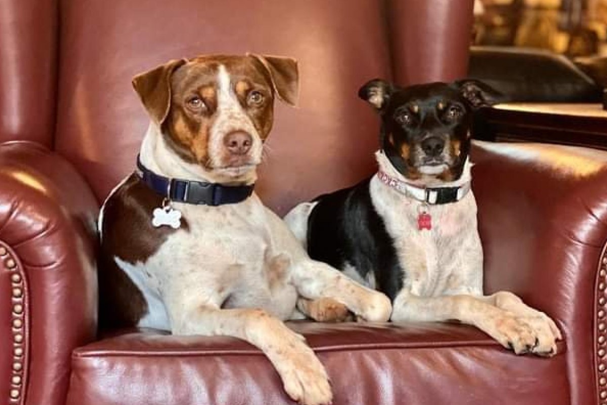 Confira dicas para viajar com pets nessas férias 
