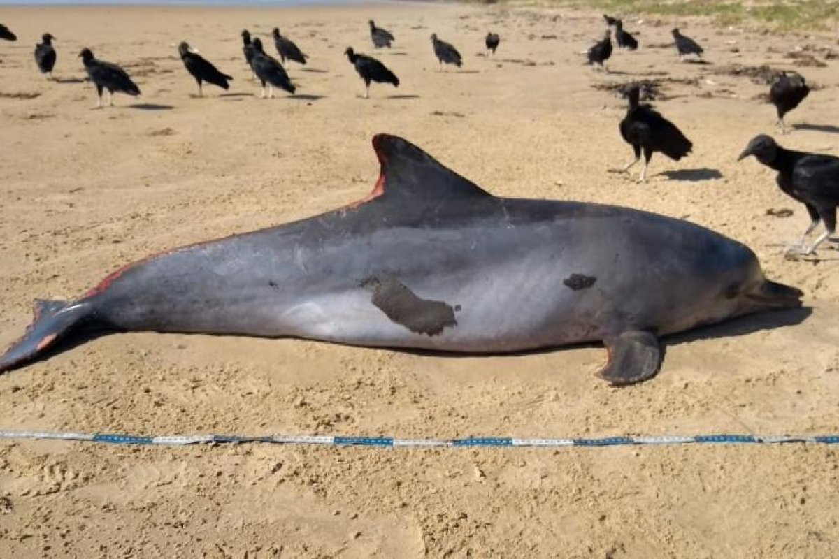 Golfinho é encontrado morto em Alagoas por causa das manchas de óleo nas praias do Nordeste