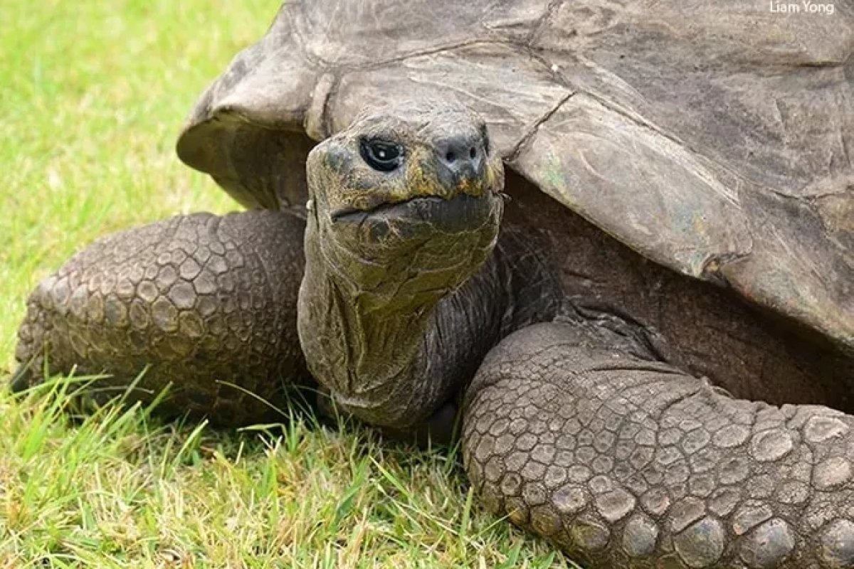 Aos 190 anos, tartaruga Jonathan é o mais velho animal terrestre vivo