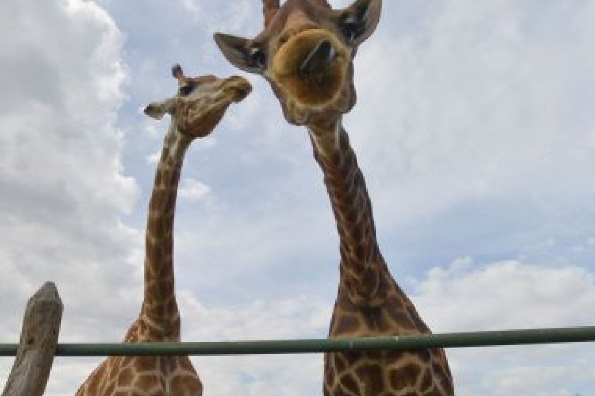 PF recolhe 15 girafas em resort no Rio de Janeiro e prende duas pessoas por maus tratos