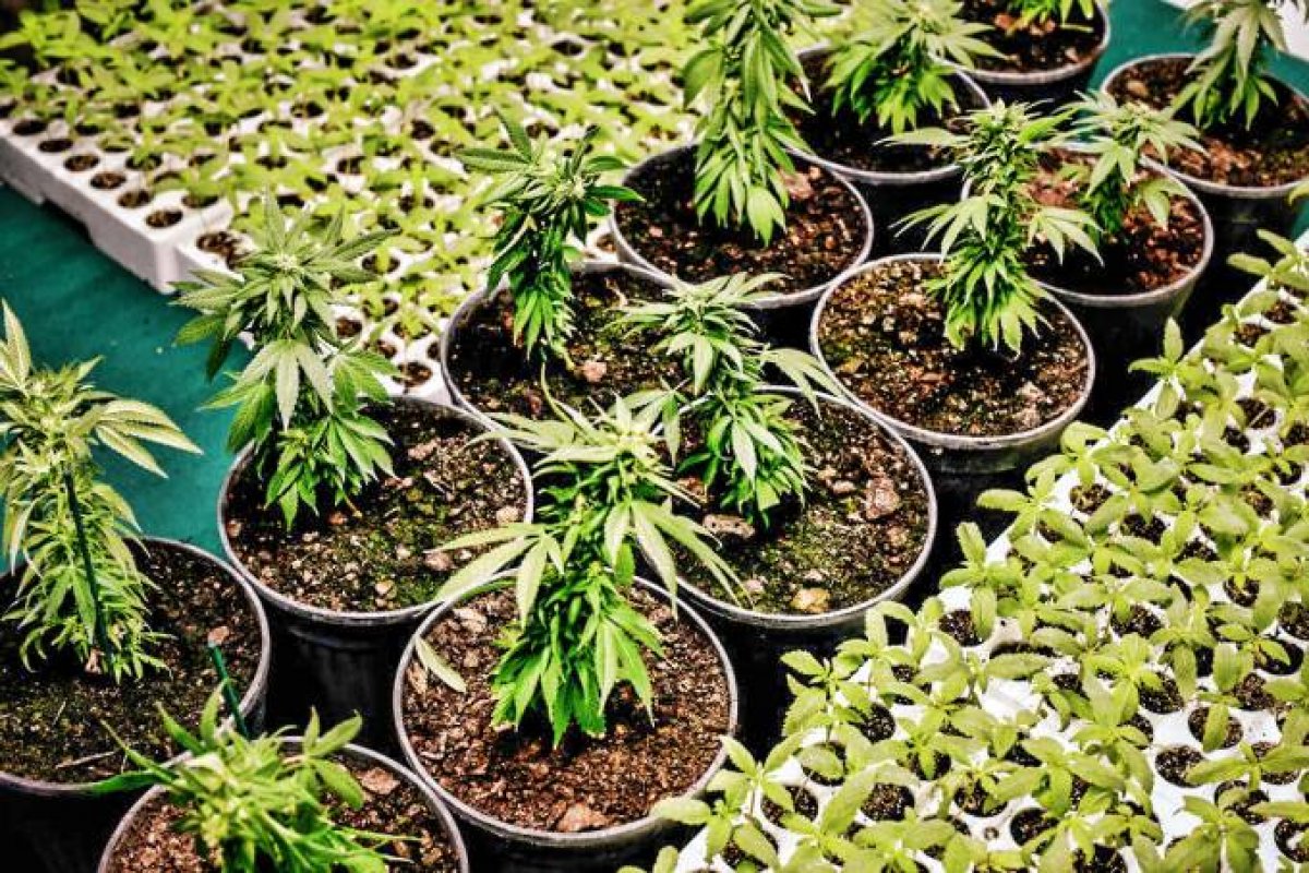 TJ-SP autoriza mulher com ansiedade generalizada a plantar maconha em casa