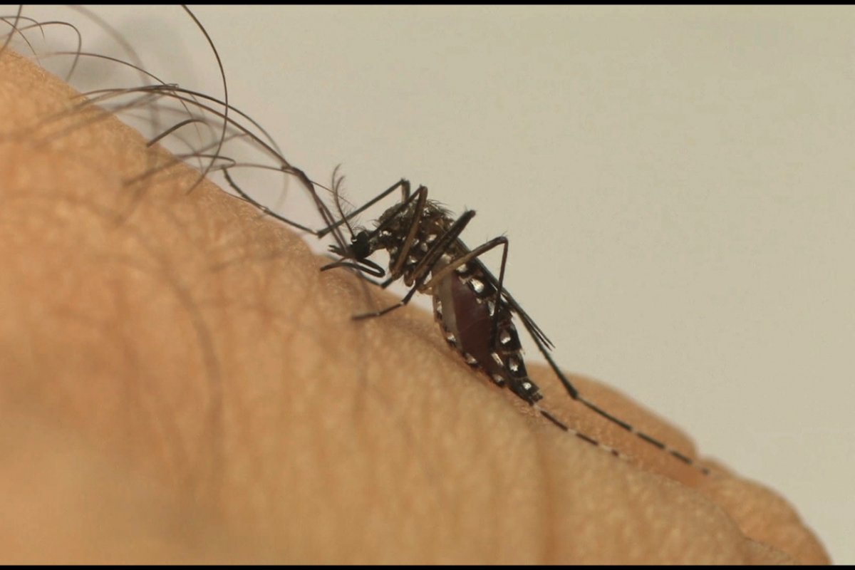 Número de notificações por dengue, zika e chikungunya cresce em Salvador