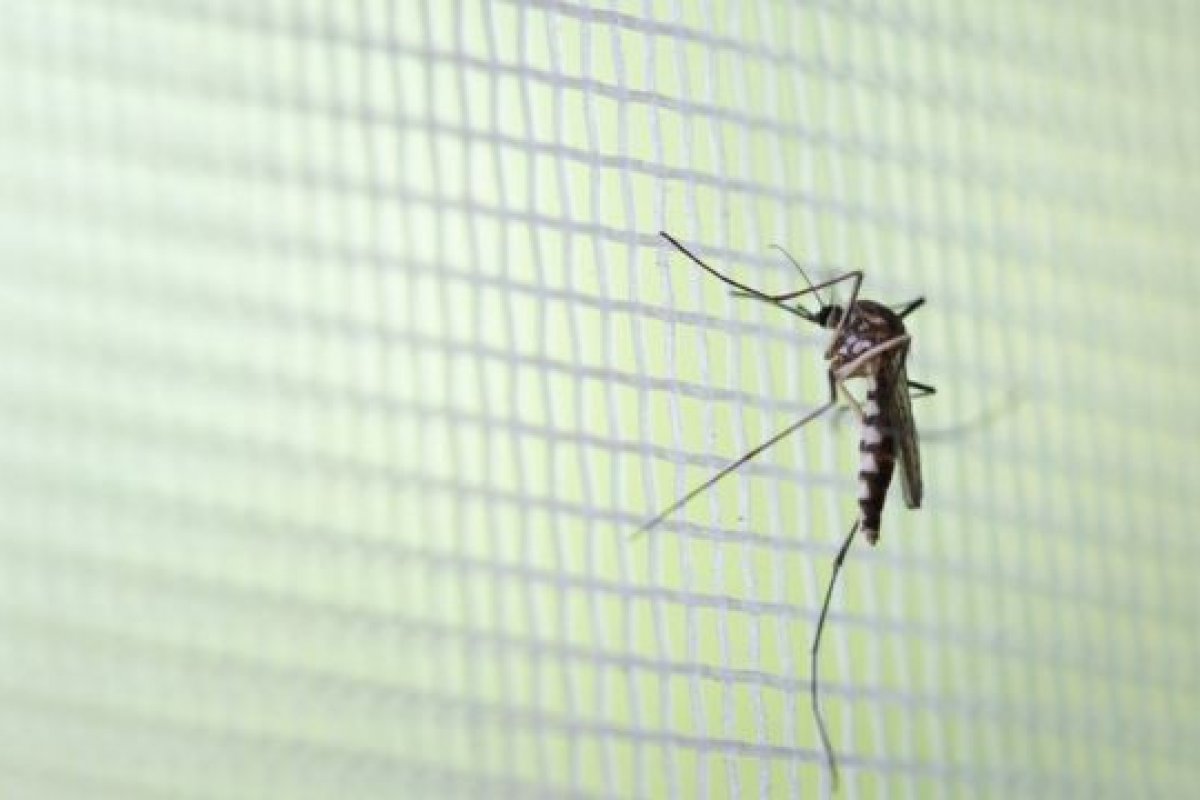 Capital baiana registra menor índice de infestação do Aedes aegypti em 16 anos