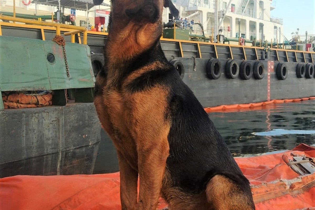 Vídeo: Sumido há três dias, cão sumido é flagrado atravessando mar a nado