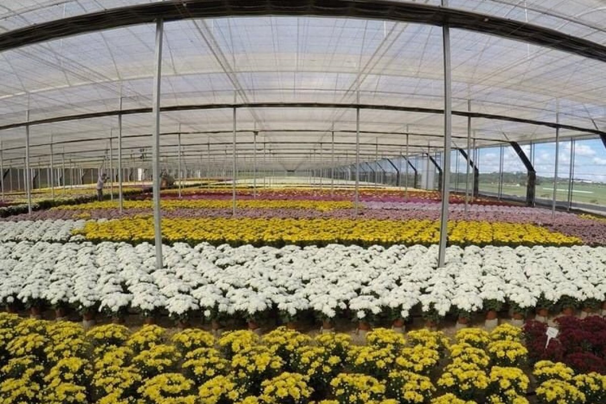 Começa a venda de ingressos para o "Estufas Abertas" em Holambra  