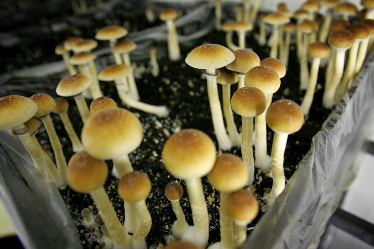 Pequenas doses de psicodélicos ajudam com depressão e ansiedade sem efeito alucinógeno, afirma estudo