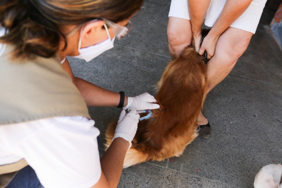 Salvador realiza Dia D Municipal da vacinação antirrábica para cães e gatos