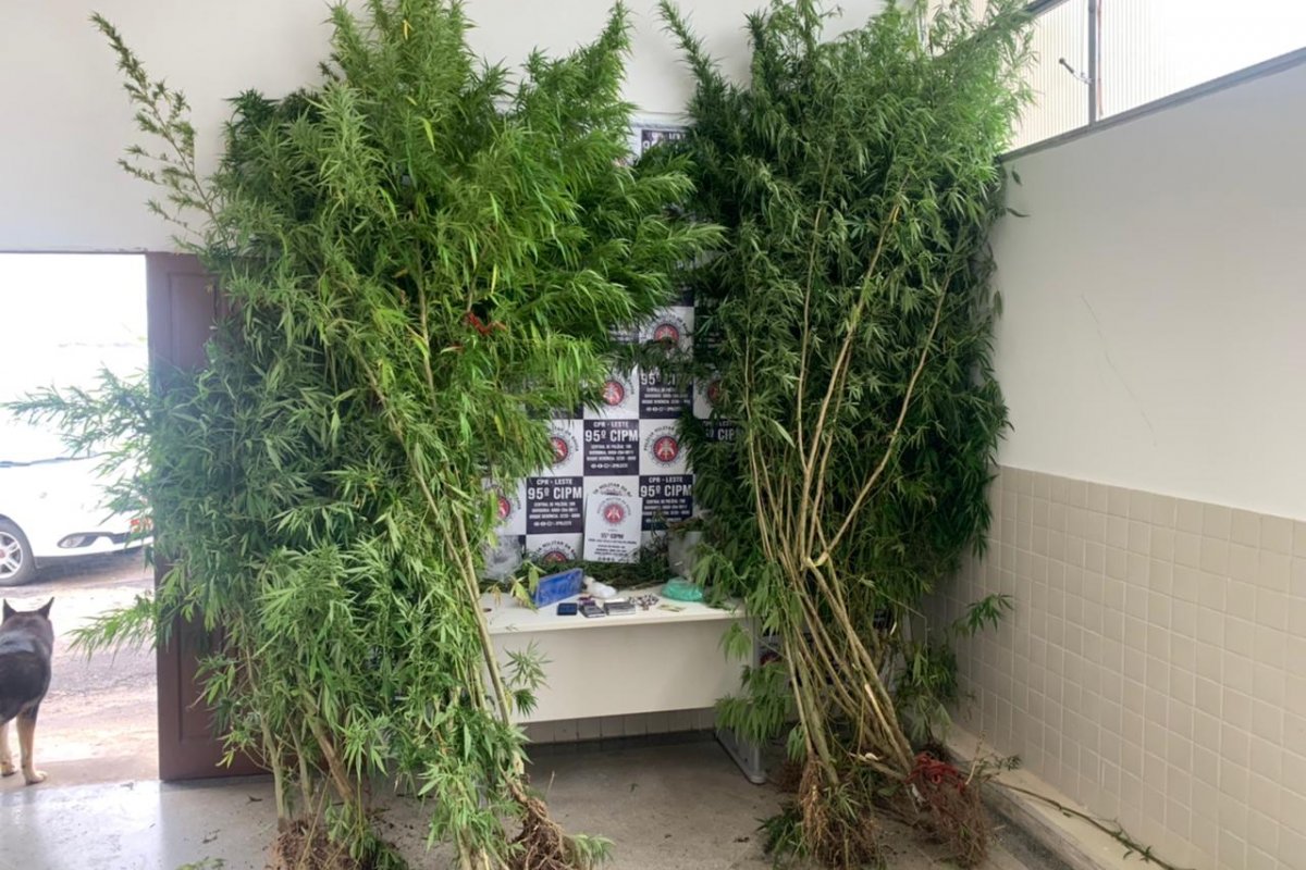 Plantação de maconha é descoberta e erradicada em município baiano