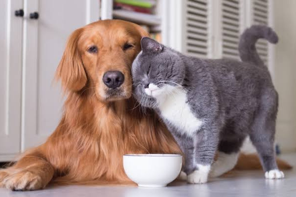 Gastos com pets crescem 129% no segundo ano da pandemia  