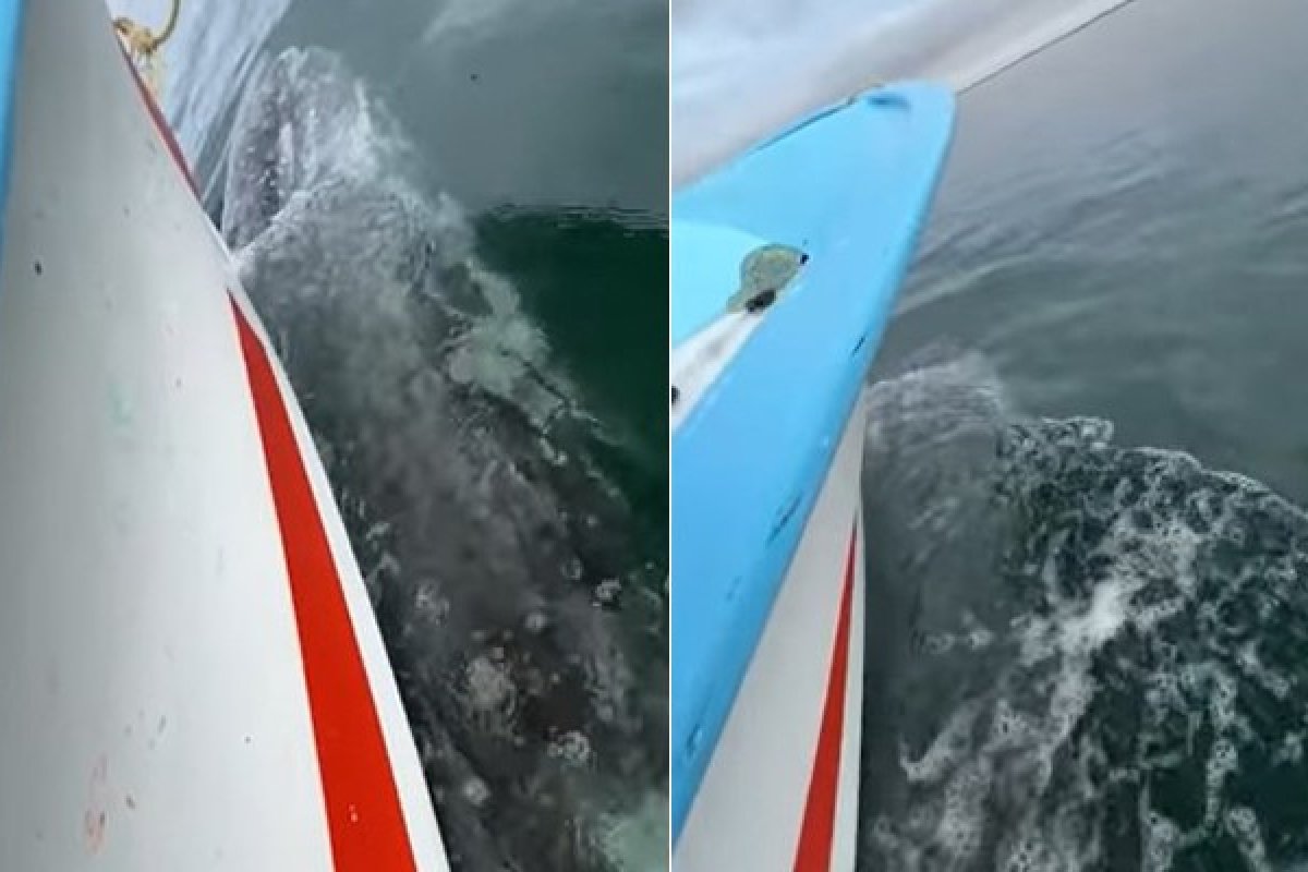 Vídeo: Baleia 'sequestra' barco de turistas no México 