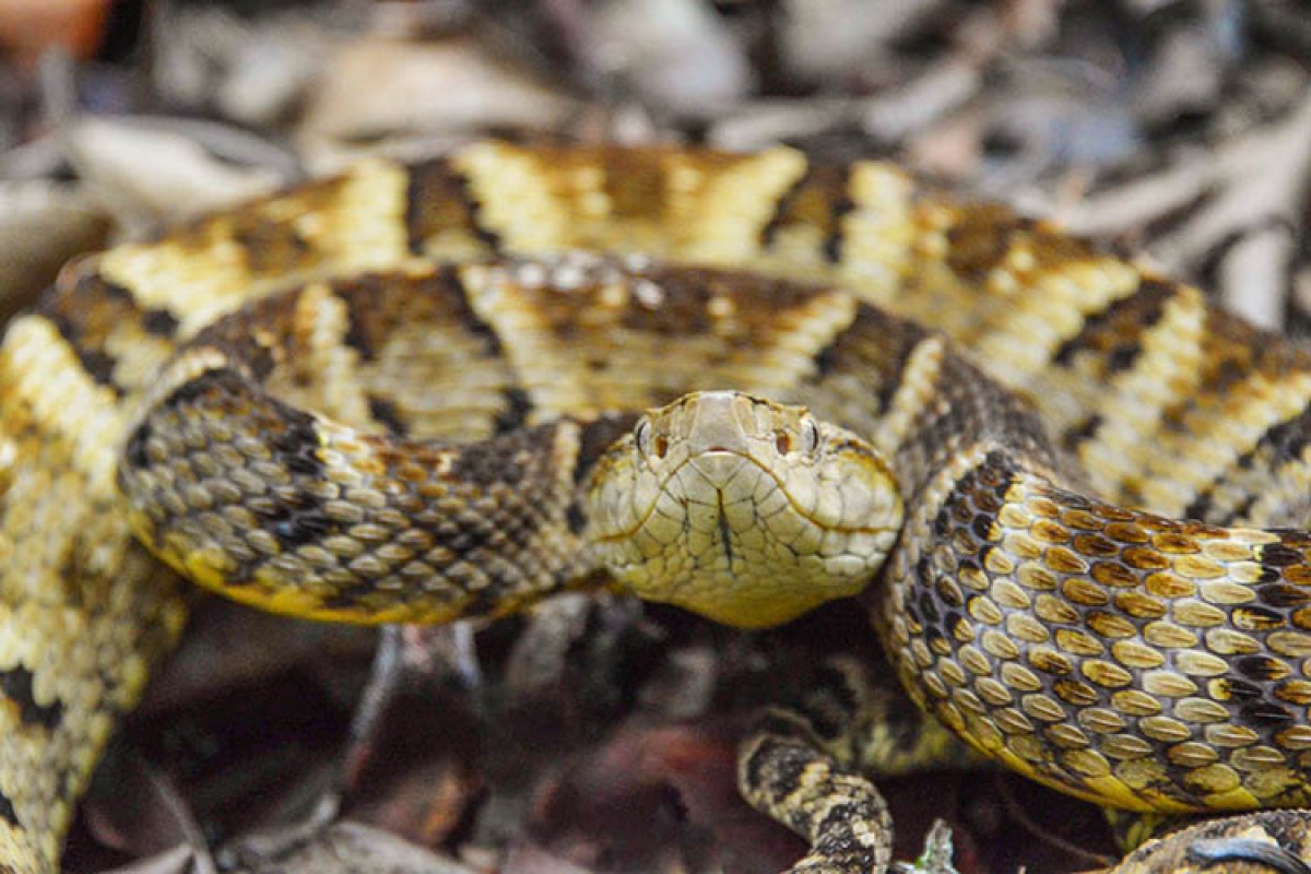 Mais de 40 animais silvestres são soltos em reserva natural na Bahia