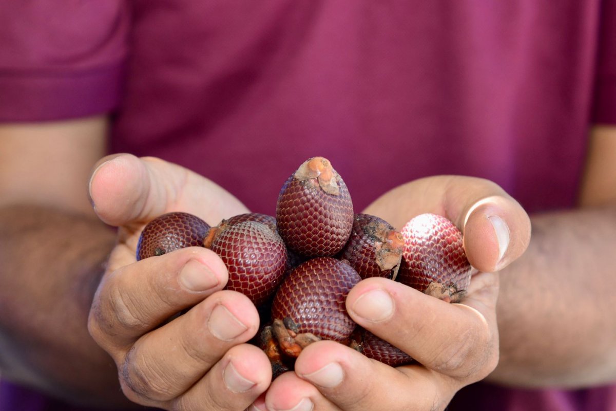 Unidade de beneficiamento de buriti é inaugurada em Pilão Arcado (BA)