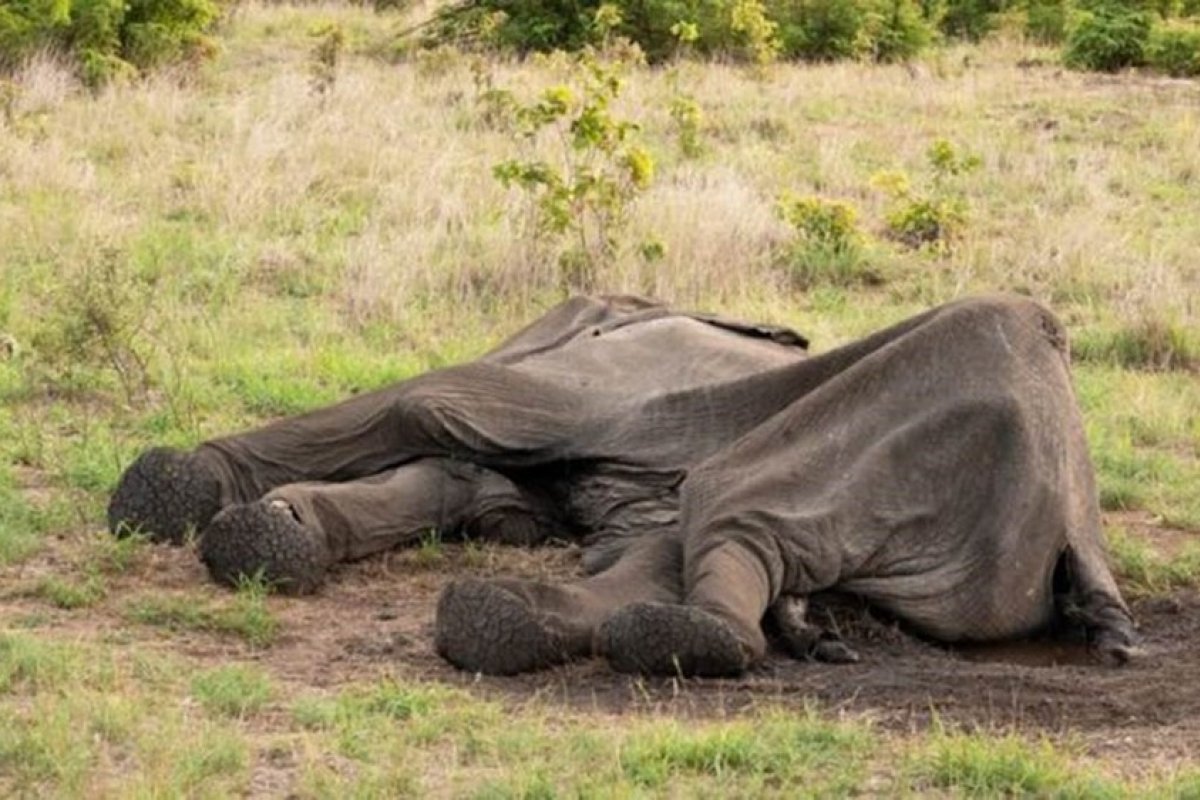 Elefantes morrem de fome no Zimbabue