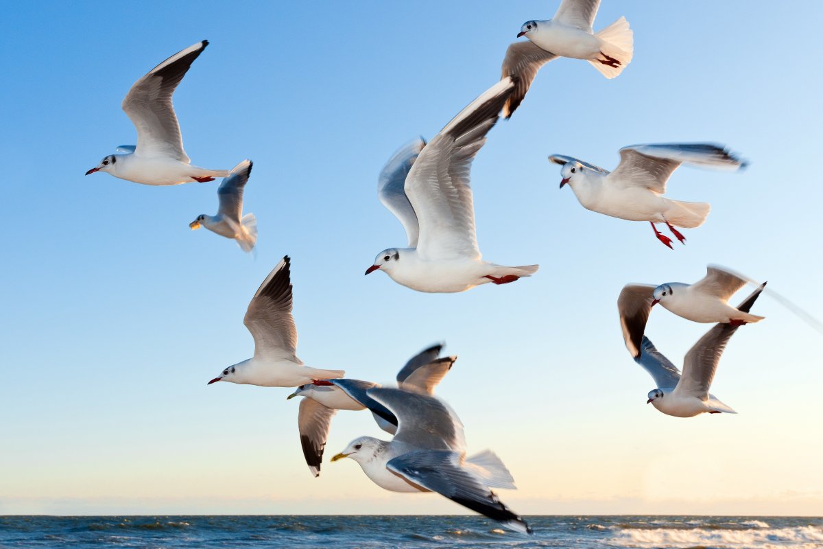 Hotéis de Veneza darão armas de água para turistas espantarem gaivotas, afirma AVA 