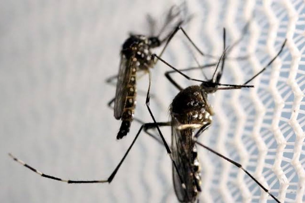 No Brasil, casos de dengue sobem 35% nos primeiros meses do ano 