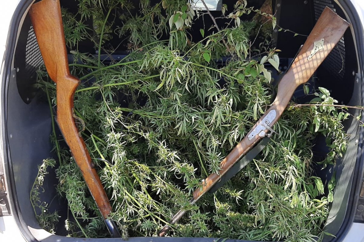 Dezenas de pés de maconha são apreendidos em Várzea da Roça