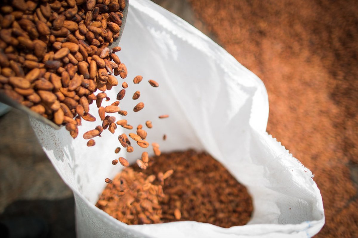 Recorde na produção baiana de cacau contribuiu para os excelentes resultados no mercado nacional de chocolates!