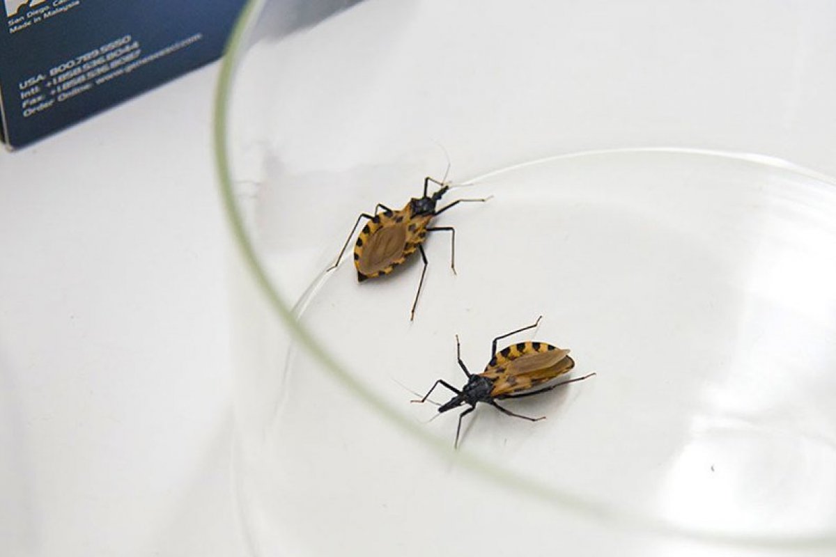 Apenas 1% das pessoas com doença de Chagas recebe cuidados adequados, diz OMS