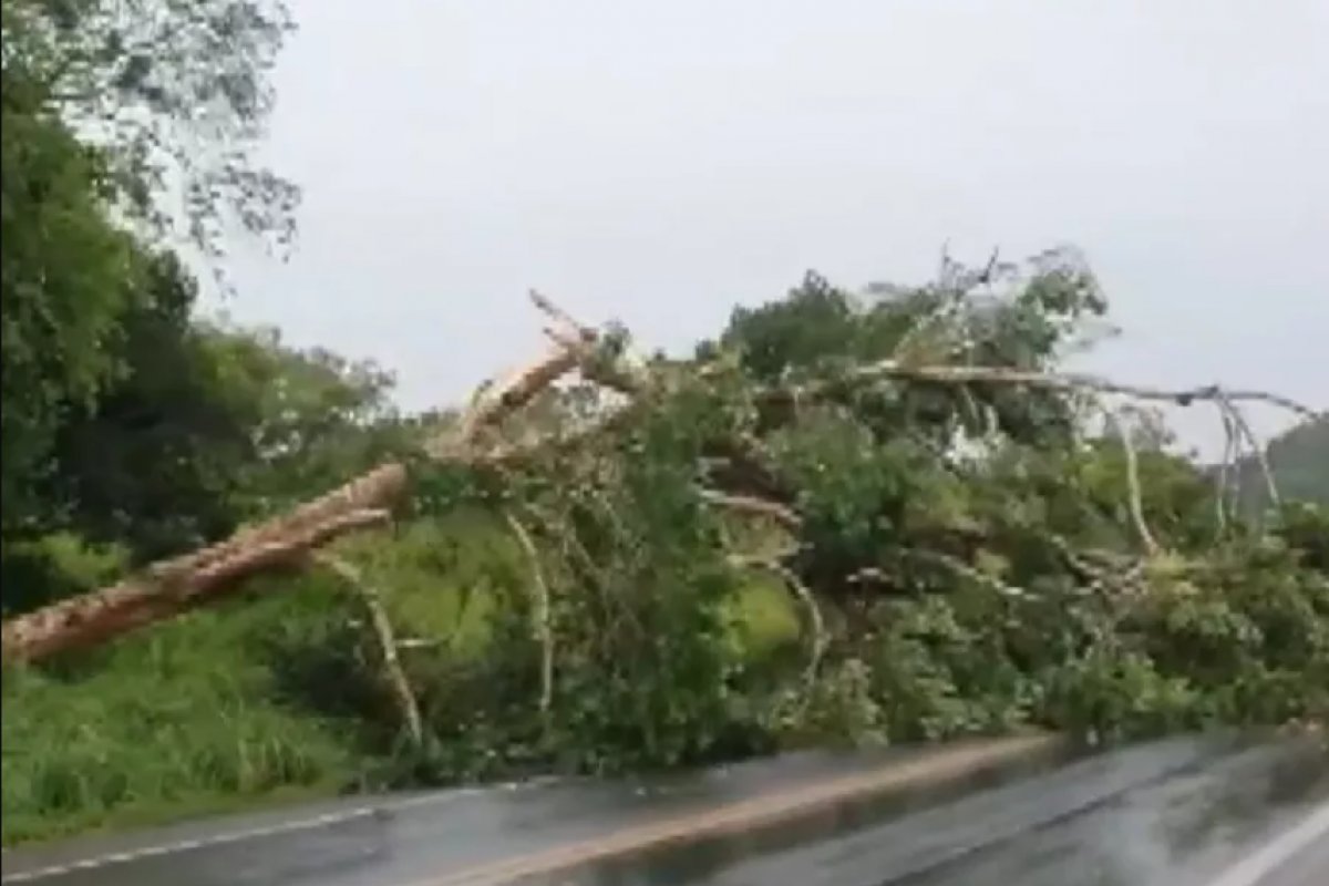 Trecho de rodovia é interditado após queda de árvore em Ilhéus, no sul da Bahia