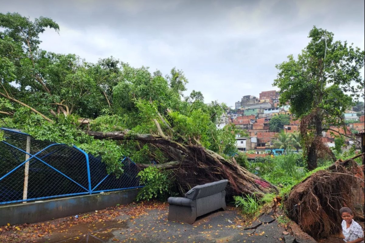 Após chuvas, árvore cai e danifica alambrado de campo de futebol localizado no bairro Sete de Abril, em Salvador