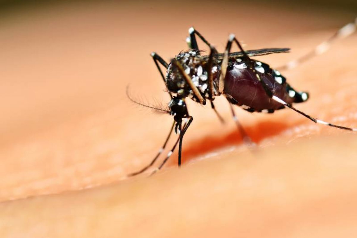 Bahia registra aumento de 322,6% em casos de dengue