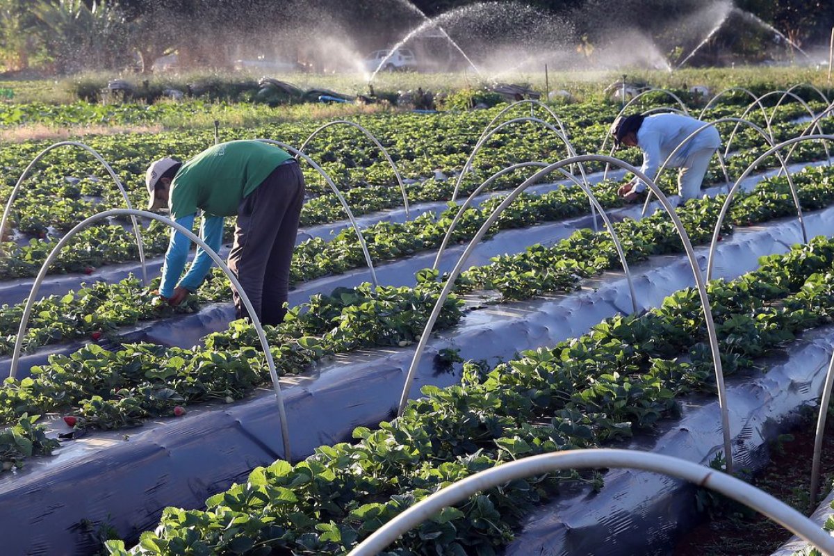 Seguro rural aponta 217 mil apólices contratadas em 2021