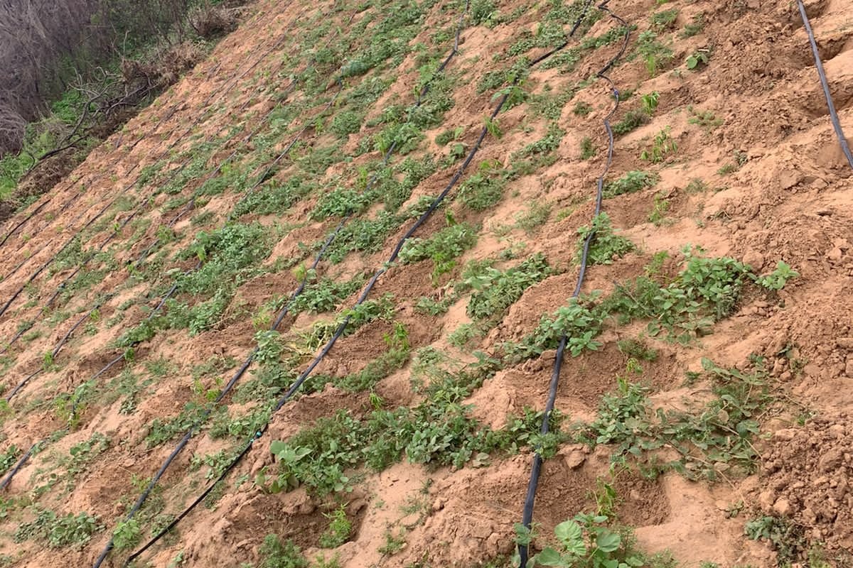 Mais de 5 mil pés de maconha são erradicados próximos ao rio São Francisco