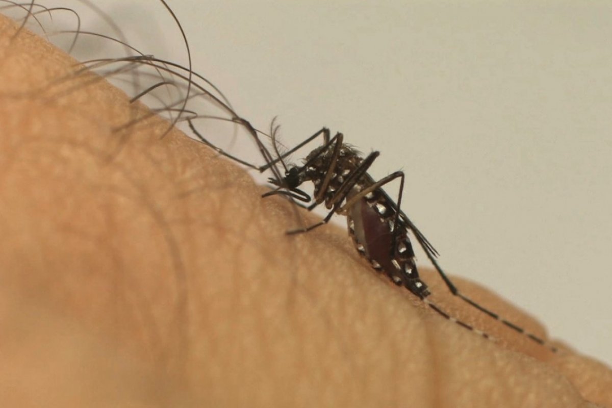 Casos de dengue no Brasil cresceram 35,4% nos primeiros meses de 2022