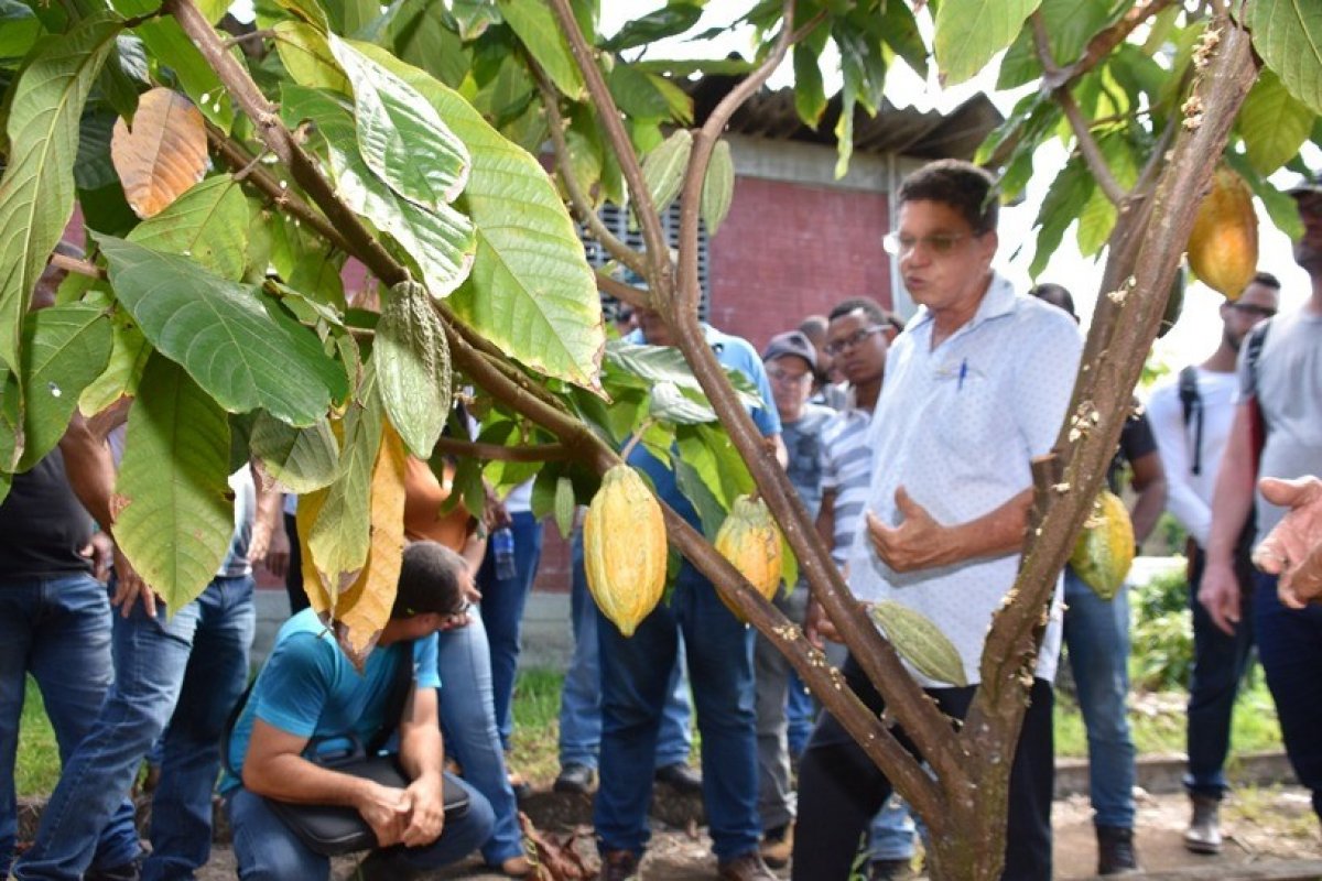 Bahia testa  fungicida contra vassoura de bruxa em lavoura cacaueira  