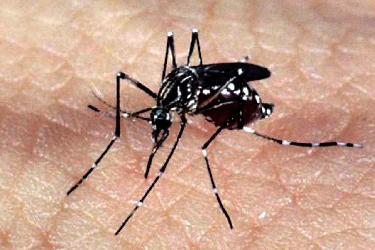 Dez cidades da Bahia enfrentam epidemia de dengue, diz Sesab