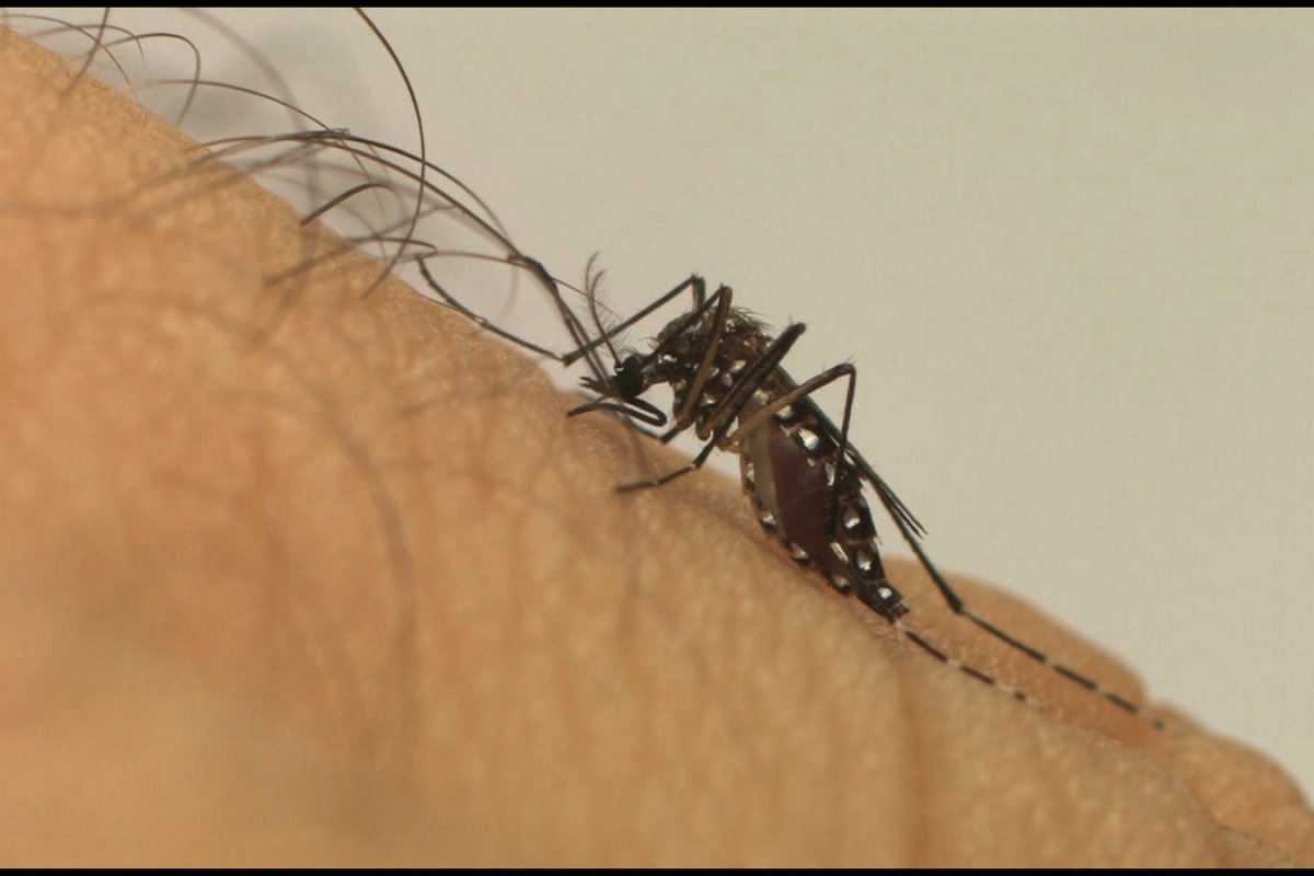 Novo genótipo do vírus da dengue é identificado no Brasil
