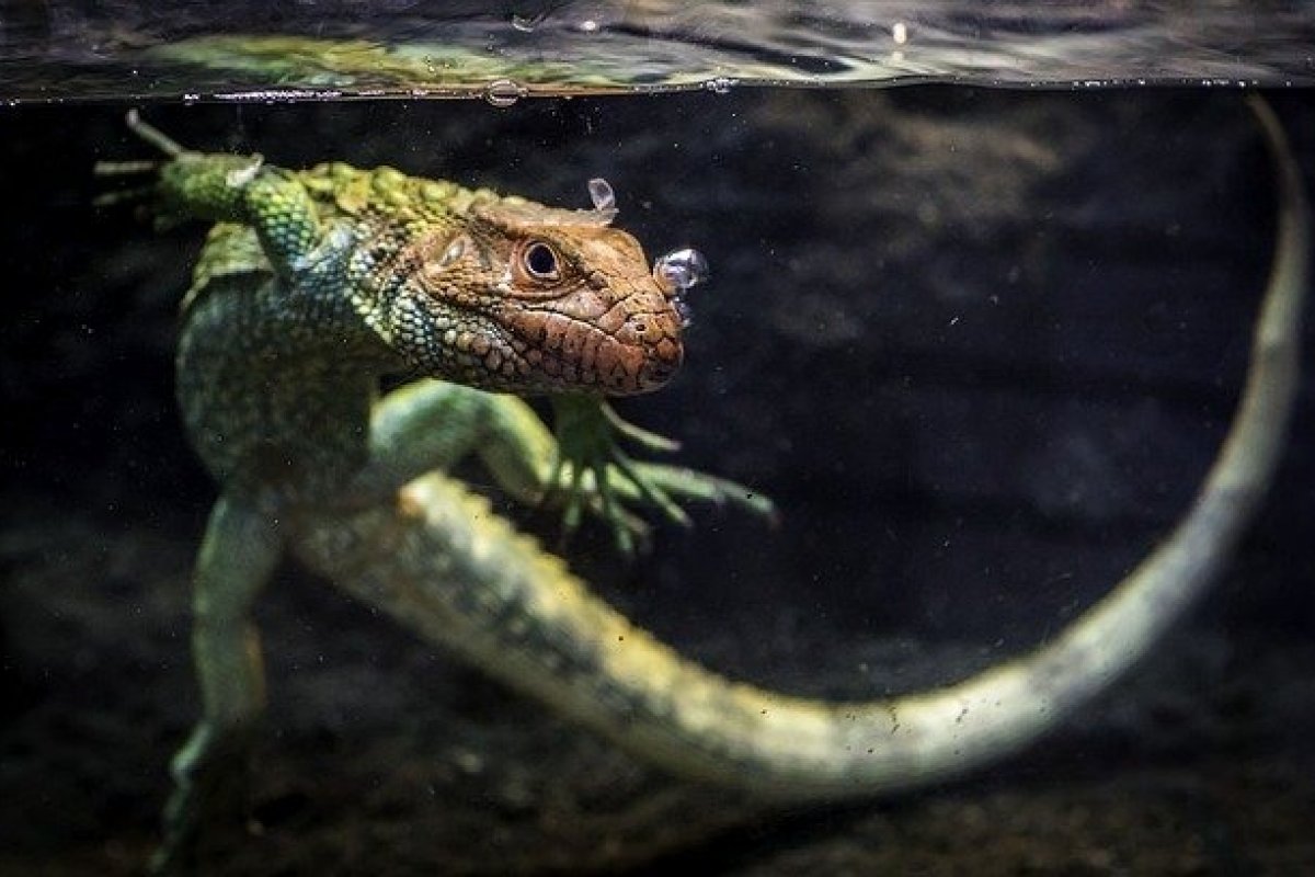 Segundo pesquisa, mais de 20% das espécies de répteis correm risco de extinção