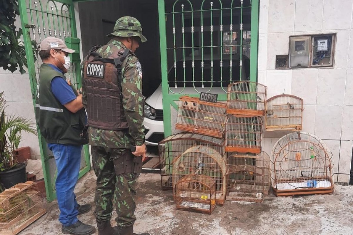 Durante operação, PMs resgatam 73 animais silvestres, em Salvador  e Região Metropolitana