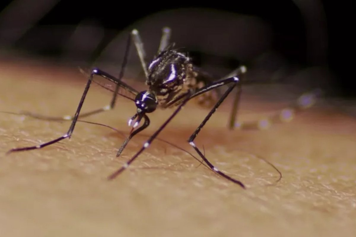 Dengue: nova linhagem do vírus é detectada no Brasil