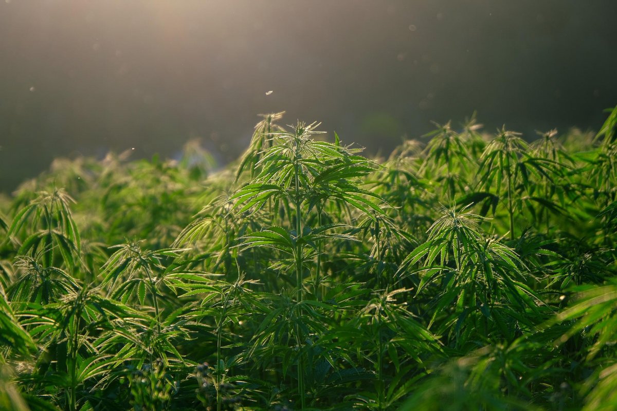Tailândia: 1 milhão de mudas de maconha serão distribuídas gratuitamente no mês que vem 