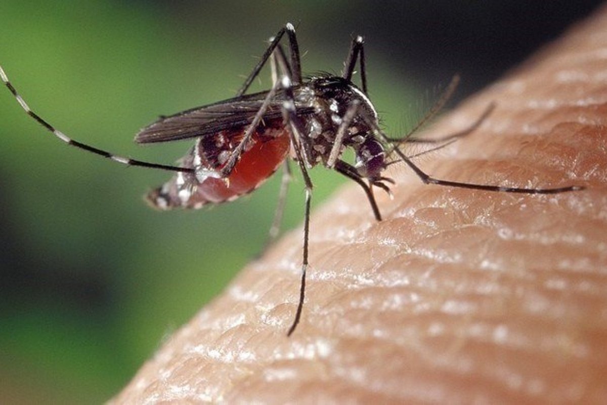 Nova fórmula auxilia na detecção de Chagas em bancos de sangue, revela Fiocruz Bahia 
