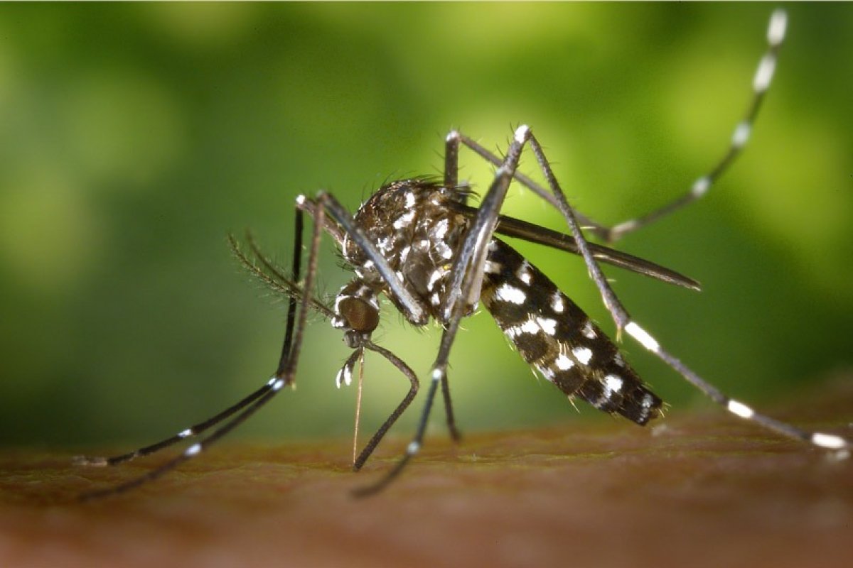 Número de casos de dengue na Bahia alerta para situação epidêmica