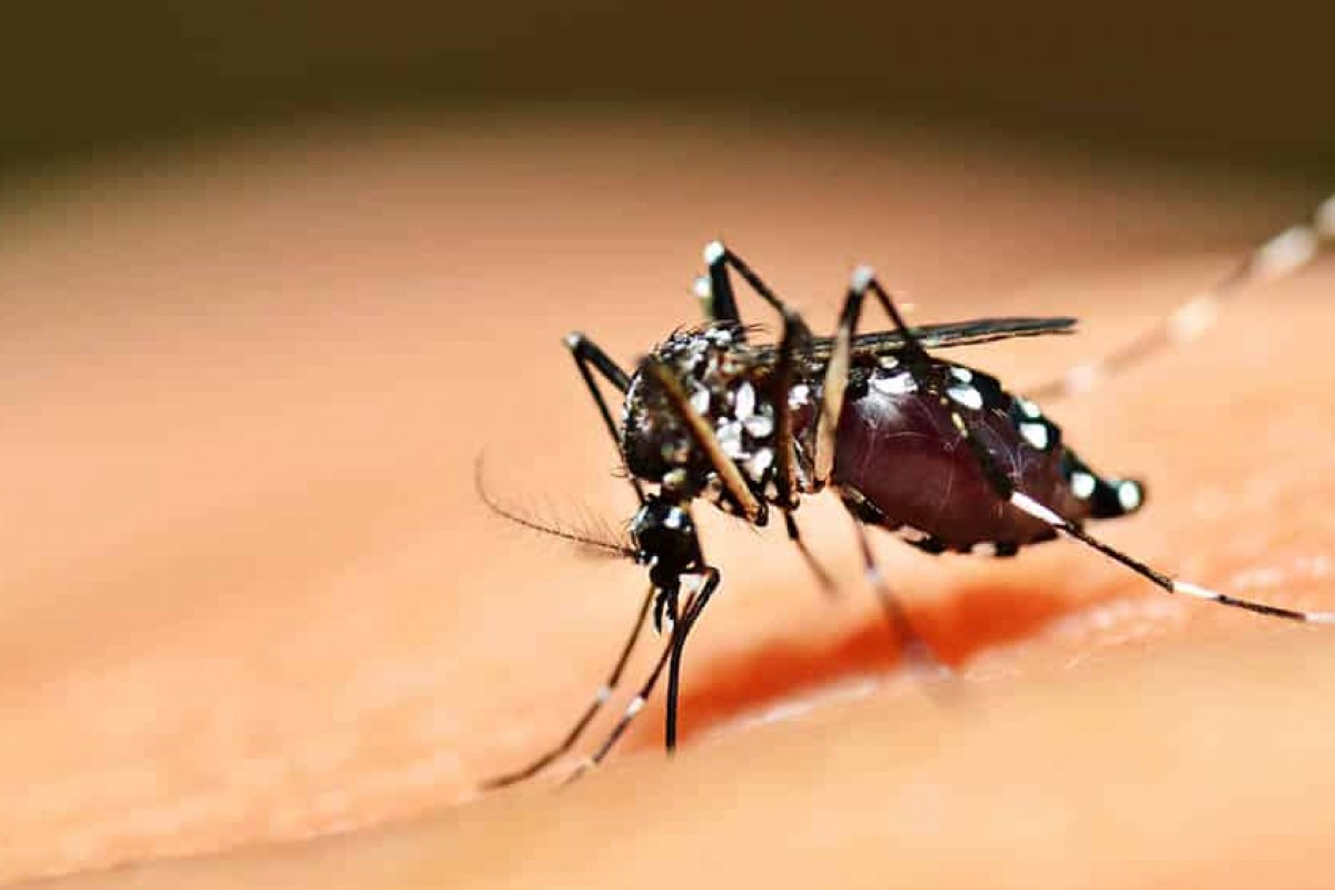 Cientistas brasileiros criam tratamento contra febre amarela
