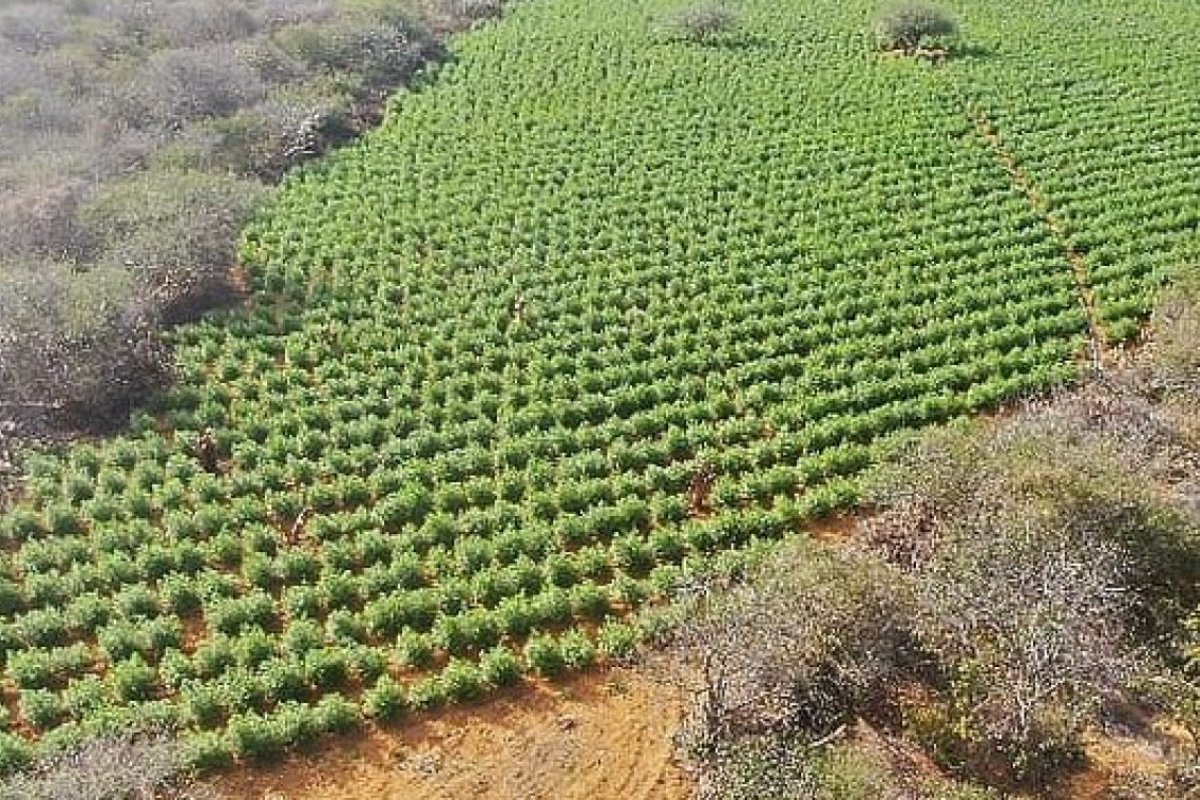 Plantação de 90 mil pés de maconha é incinerada em Sento Sé (BA)