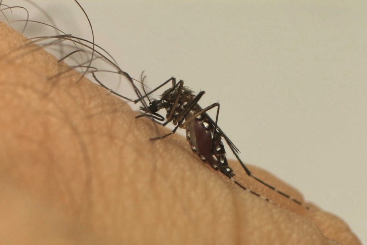 Itabuna chega a 1,2 mil casos confirmados de dengue 
