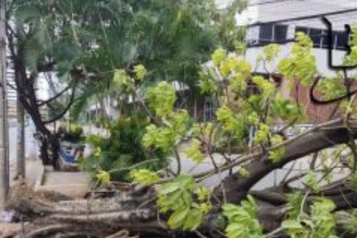 Em razão dos ventos, árvore tomba na Tancredo Neves, em Salvador